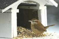 Thryothorus ludovicianus